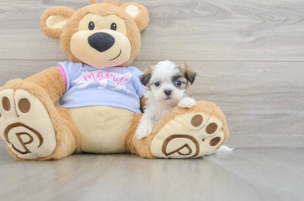 9 week old Teddy Bear Puppy For Sale - Florida Fur Babies