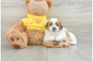 Petite Teddy Bear Designer Pup