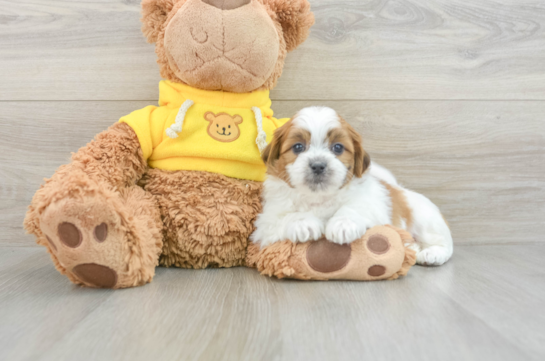 Petite Teddy Bear Designer Pup