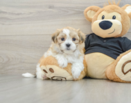 8 week old Teddy Bear Puppy For Sale - Florida Fur Babies