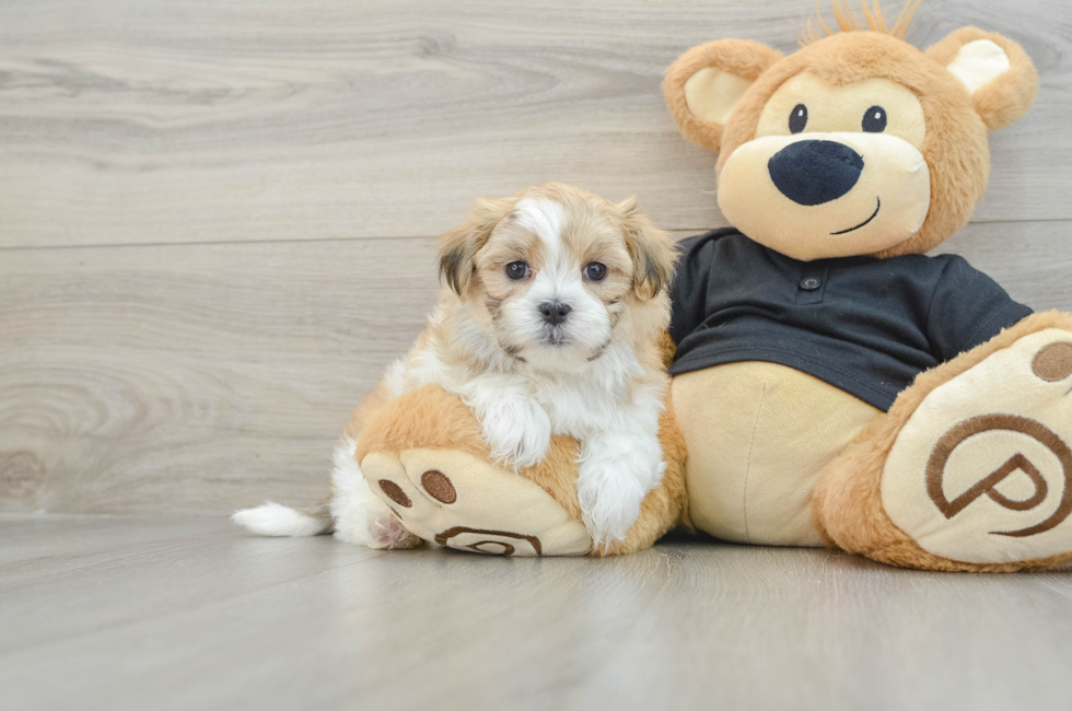 7 week old Teddy Bear Puppy For Sale - Florida Fur Babies