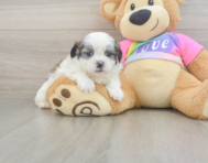 7 week old Teddy Bear Puppy For Sale - Florida Fur Babies