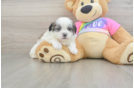 Adorable Shitzu Designer Puppy