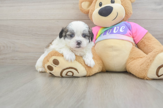 Adorable Shitzu Designer Puppy