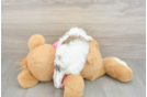 Teddy Bear Pup Being Cute