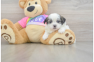 Playful Shit Designer Puppy