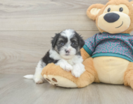 7 week old Teddy Bear Puppy For Sale - Florida Fur Babies