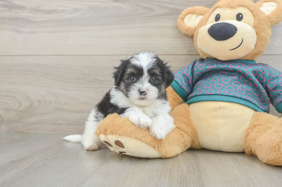 5 week old Teddy Bear Puppy For Sale - Florida Fur Babies