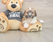 7 week old Teddy Bear Puppy For Sale - Florida Fur Babies