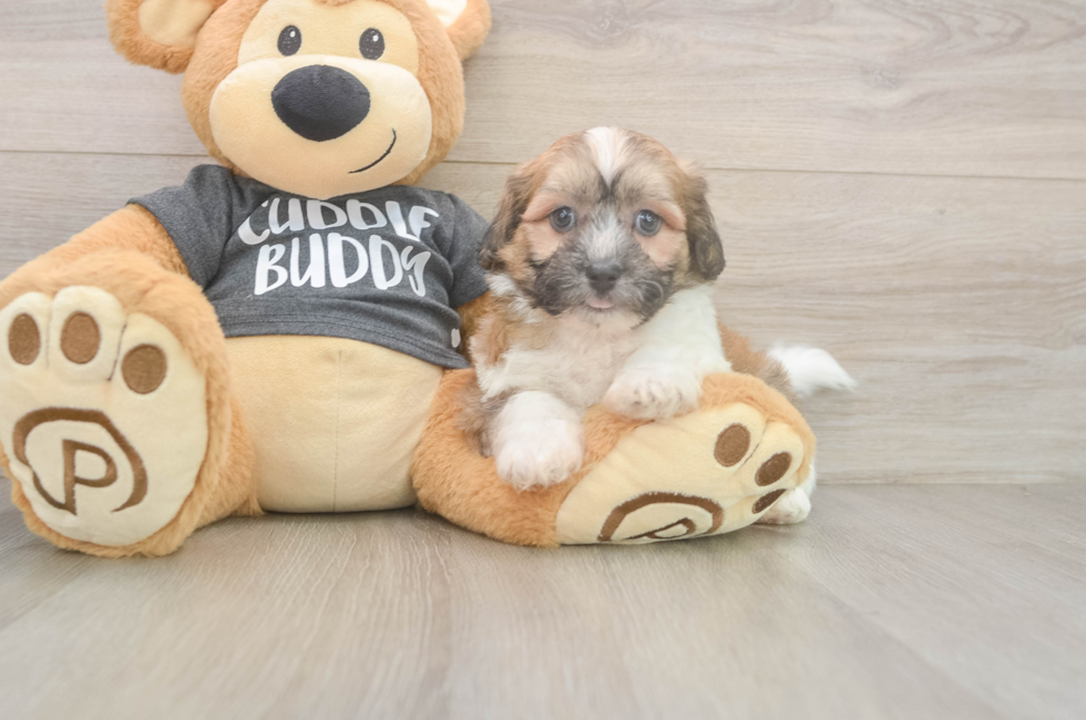 6 week old Teddy Bear Puppy For Sale - Florida Fur Babies