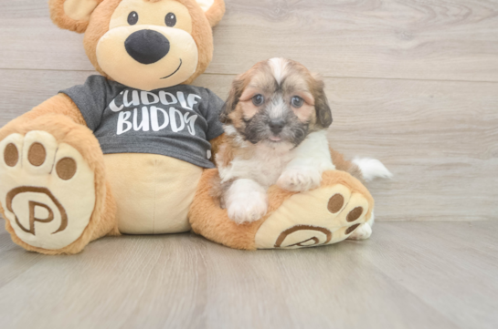 Small Teddy Bear Baby