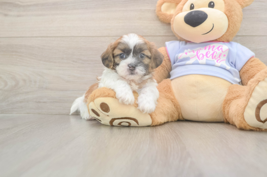 5 week old Teddy Bear Puppy For Sale - Florida Fur Babies Friendly Teddy Bear Baby
