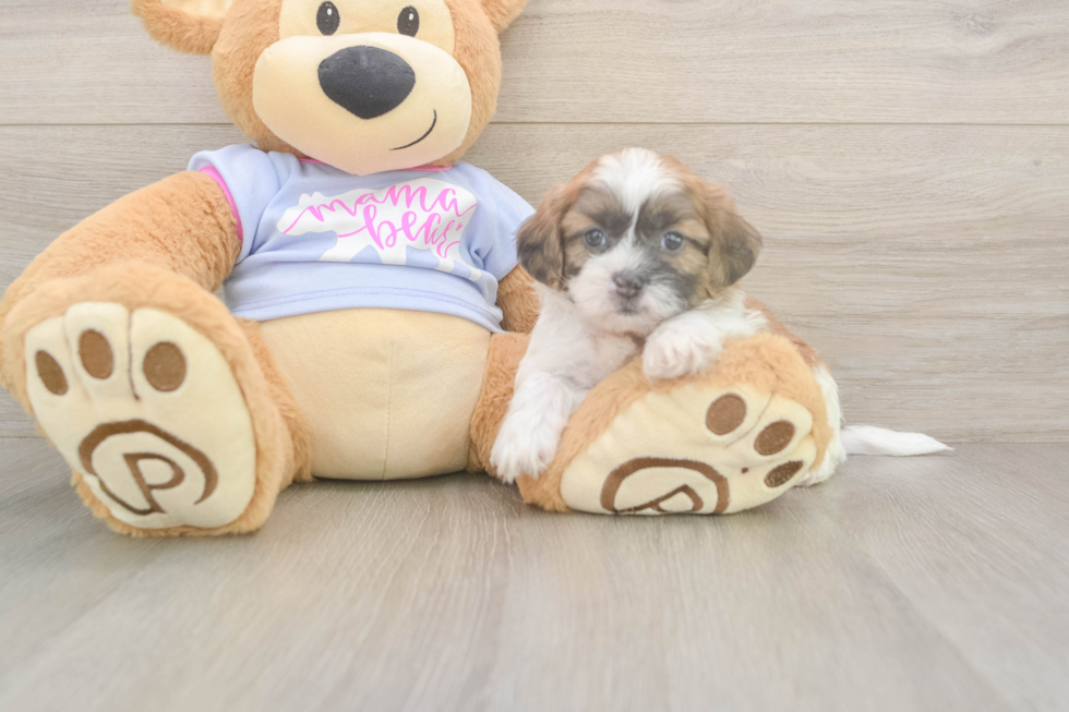 Teddy Bear Puppy for Adoption