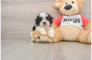 Friendly Teddy Bear Baby