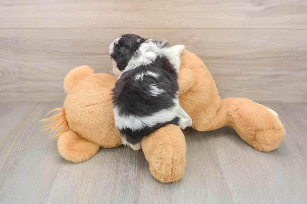 Small Teddy Bear Baby