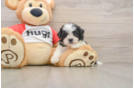 Little Shi Chon Designer Puppy