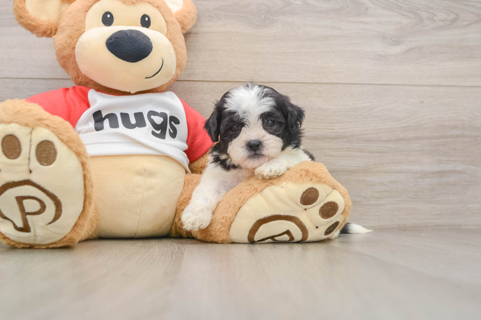 Little Shi Chon Designer Puppy