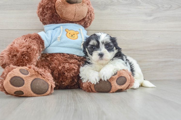 Teddy Bear Pup Being Cute