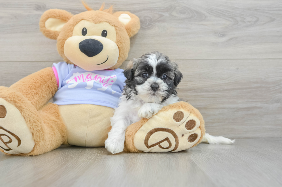 6 week old Teddy Bear Puppy For Sale - Florida Fur Babies