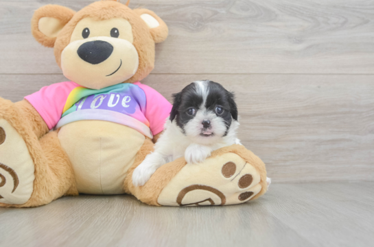 Happy Teddy Bear Baby
