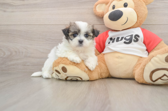 Best Teddy Bear Baby