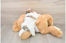 Smart Teddy Bear Designer Pup