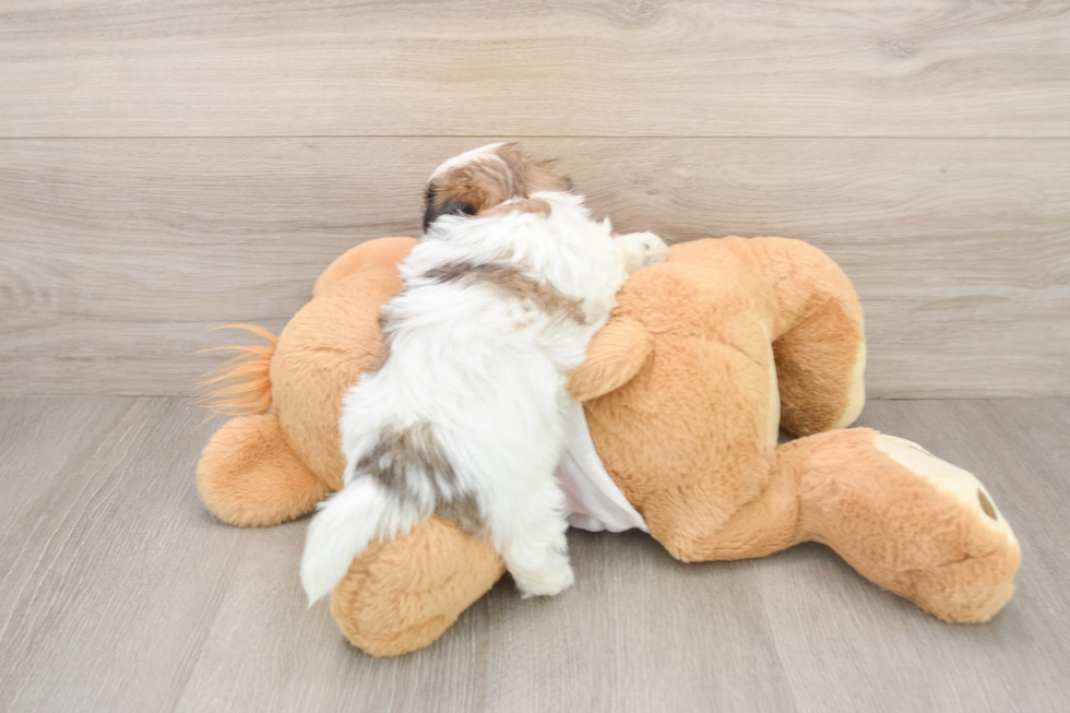 Smart Teddy Bear Designer Pup