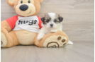 Teddy Bear Puppy for Adoption