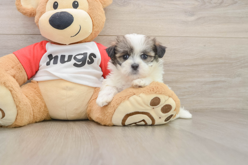 Teddy Bear Puppy for Adoption