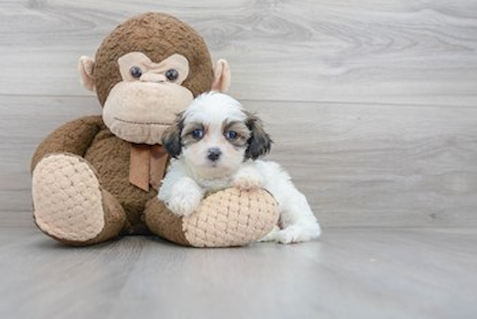 Meet Gretchen - our Teddy Bear Puppy Photo 1/3 - Florida Fur Babies