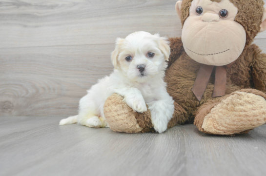 6 week old Teddy Bear Puppy For Sale - Florida Fur Babies