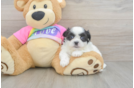 Small Teddy Bear Baby