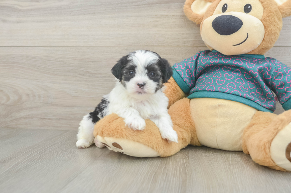 5 week old Teddy Bear Puppy For Sale - Florida Fur Babies