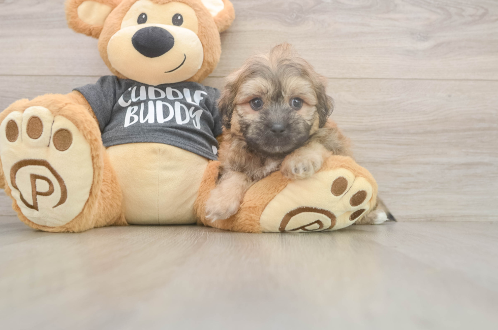 6 week old Teddy Bear Puppy For Sale - Florida Fur Babies