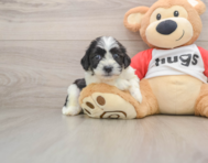 8 week old Teddy Bear Puppy For Sale - Florida Fur Babies