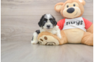 Teddy Bear Pup Being Cute