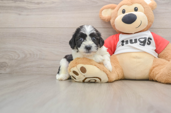 Teddy Bear Pup Being Cute