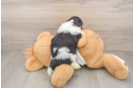 Teddy Bear Puppy for Adoption