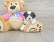 7 week old Teddy Bear Puppy For Sale - Florida Fur Babies