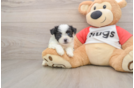 Best Teddy Bear Baby