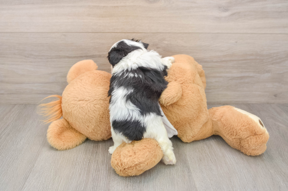 Teddy Bear Puppy for Adoption