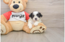 Teddy Bear Puppy for Adoption
