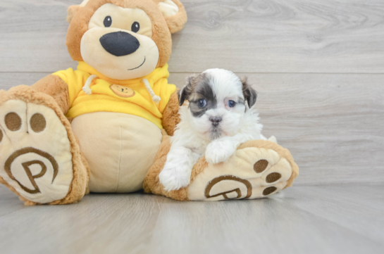 Funny Teddy Bear Designer Pup