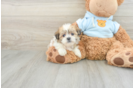 Teddy Bear Puppy for Adoption