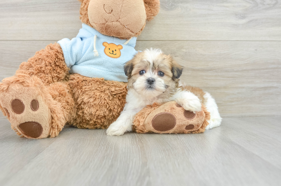 6 week old Teddy Bear Puppy For Sale - Florida Fur Babies