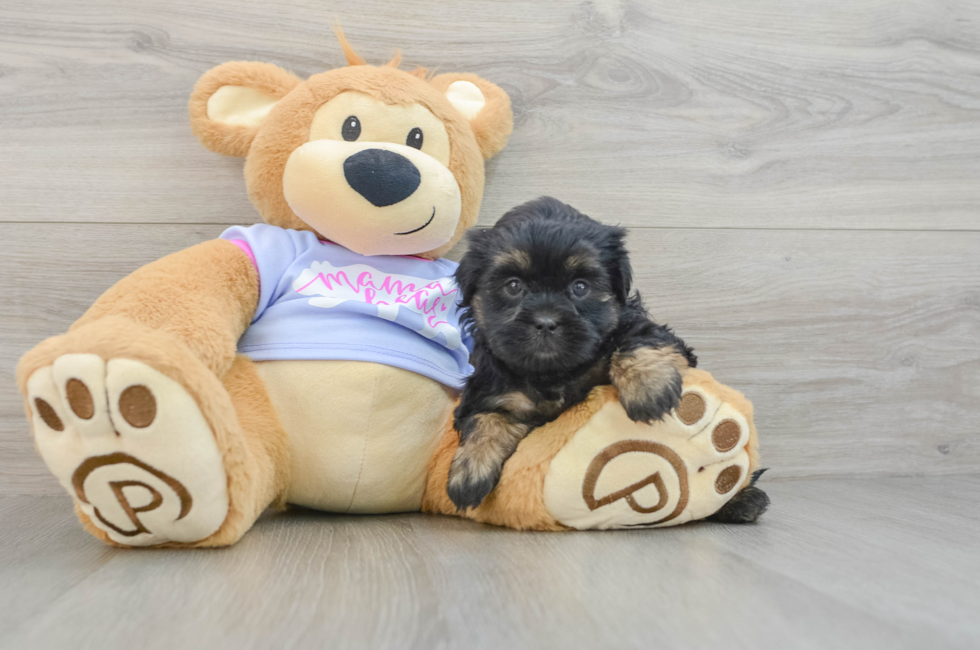 7 week old Teddy Bear Puppy For Sale - Florida Fur Babies