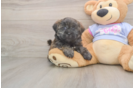 Teddy Bear Pup Being Cute
