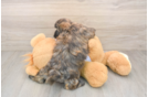 Teddy Bear Puppy for Adoption