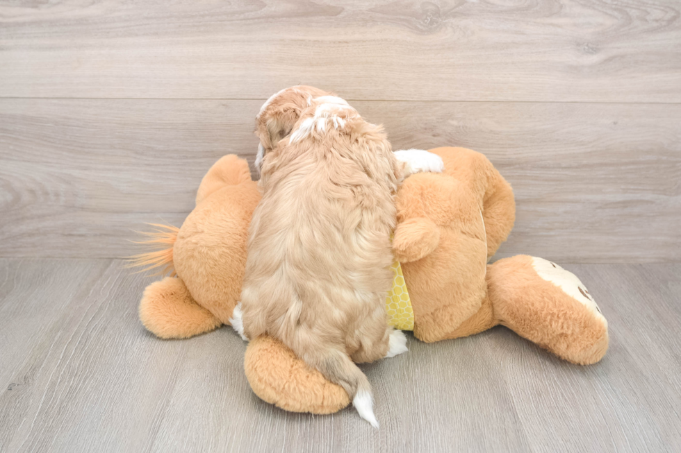 Teddy Bear Puppy for Adoption