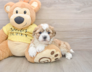 5 week old Teddy Bear Puppy For Sale - Florida Fur Babies